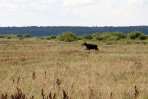 Łoś - Biebrzański Park Narodowy