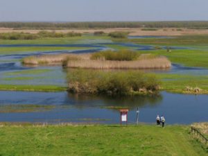 rzeka Biebrza - wczesna wiosna