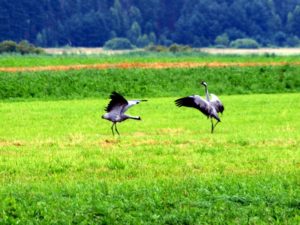 Zaloty żurawi - Biebrzański Park Narodowy