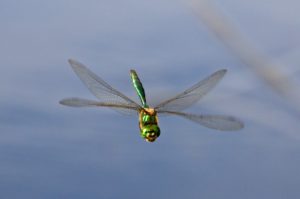 Szklarka zielona (Cordulia aenea)