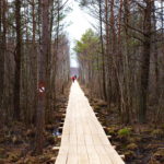 Ścieżka edukacyjna Szuszalewo – Nowy Lipsk z przeprawą promową przez rzekę Biebrzę